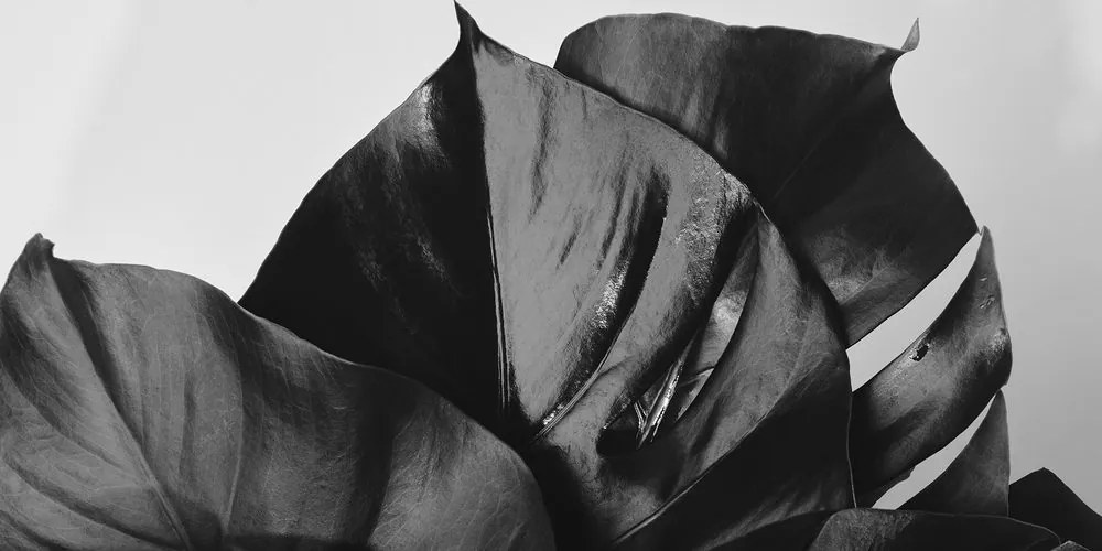 Tablou frunză de Philodendron alb-negru