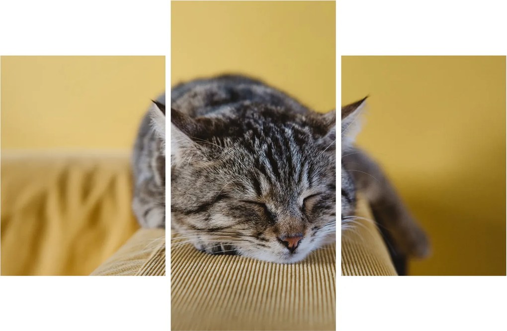 Tablou cu pisica pe fotoliu (90x60 cm)