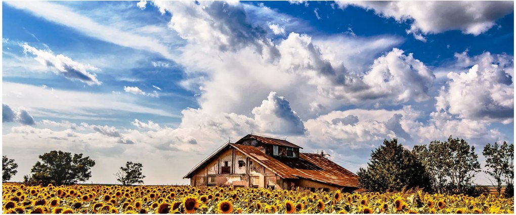 Tablou cu câmp de floarea soarelui (120x50 cm)