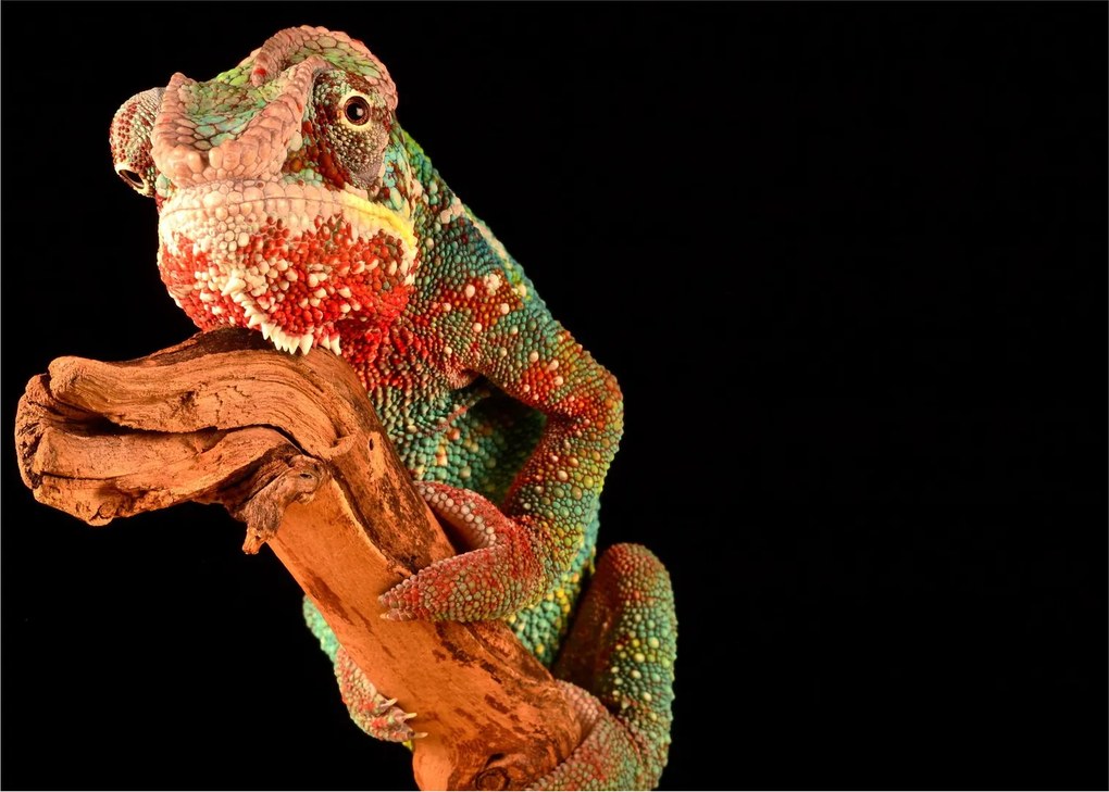 Tablou pe sticlă cu cameleon pe creangă (70x50 cm)