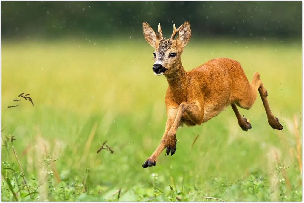 Tablou - Haită (90x60 cm)
