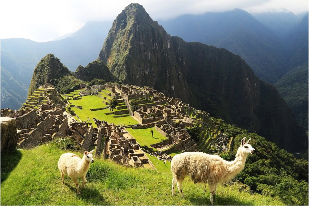 Tablou - Lame in Machu Picchu (90x60 cm)