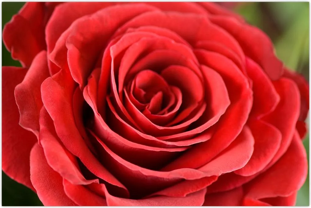 Tablou - Flori de trandafir (90x60 cm)