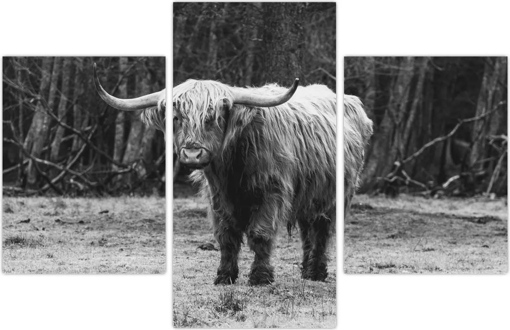 Tablou - Vacă scoțiană 3,alb-negru (90x60 cm)