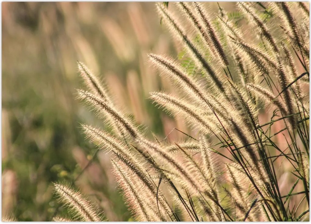 Tablou - Cereale (70x50 cm)