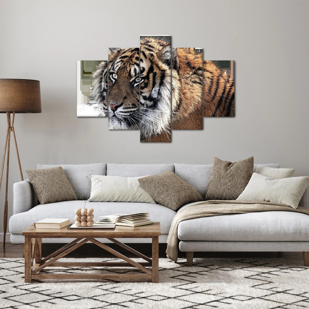 Tablou cu tigrul (150x105 cm)