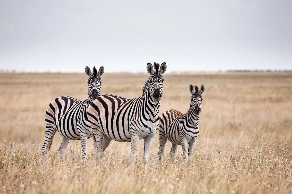Fototapet trei zebre în savană