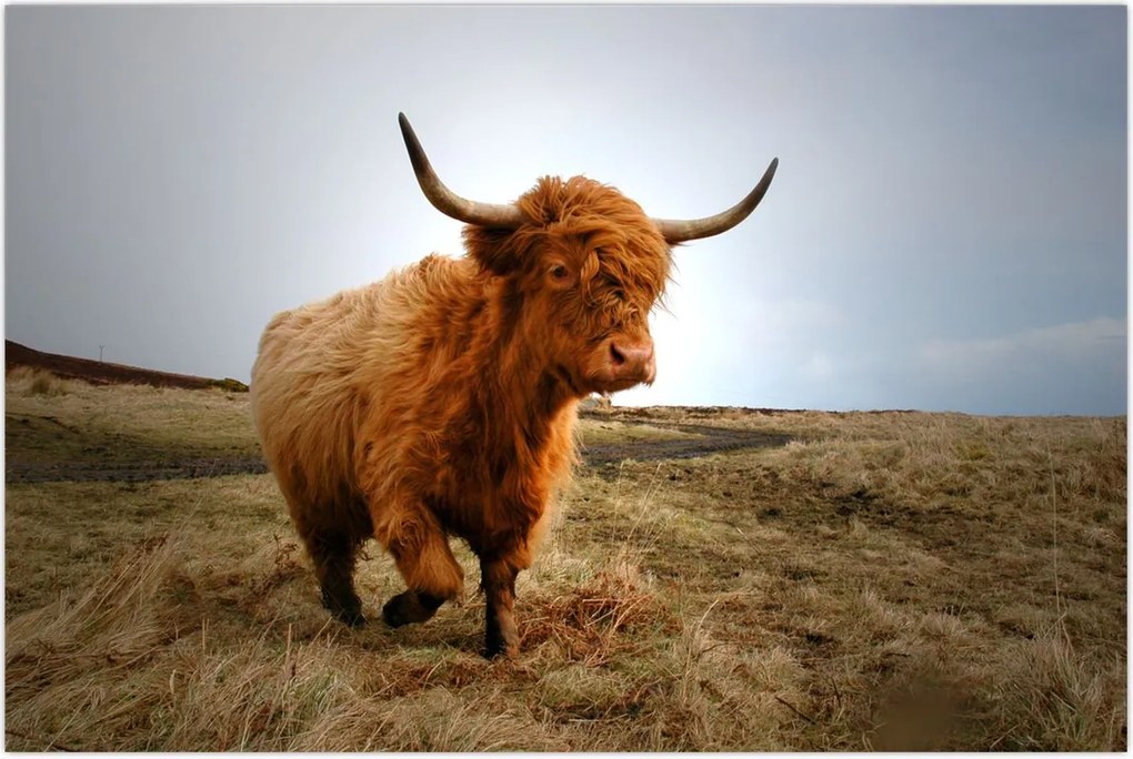 Tablou - Vaci scoțiene (90x60 cm)