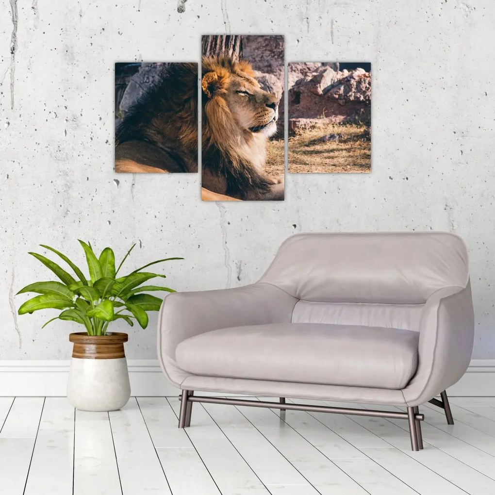Tablou cu leul dormind (90x60 cm)