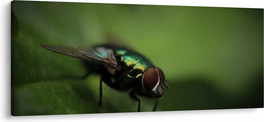 Tablou - Musca (120x50 cm)