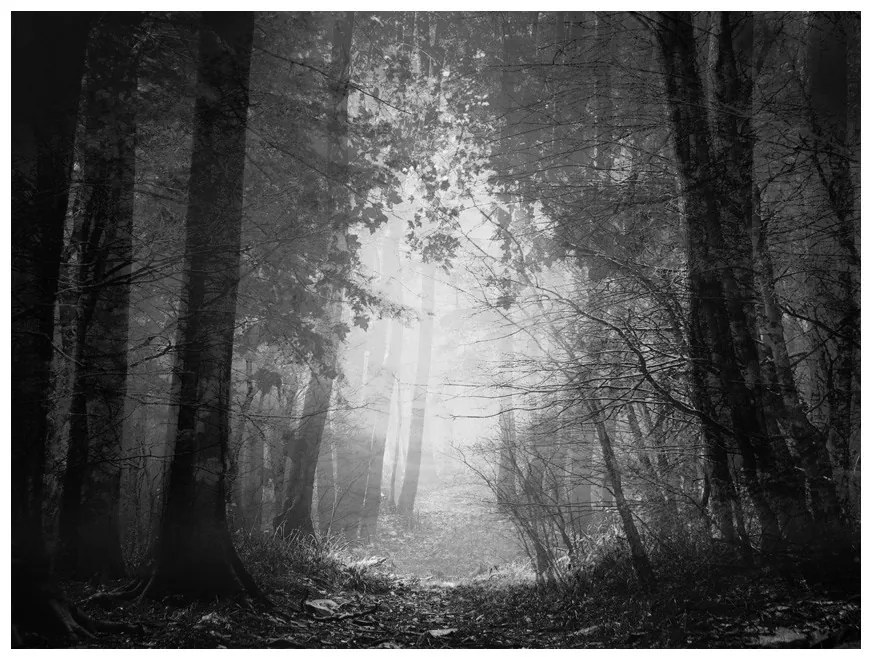 Fototapet - Forest of shadows