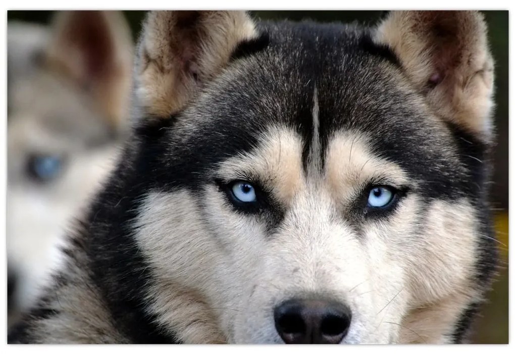 Tablou cu câinele husky (90x60 cm)