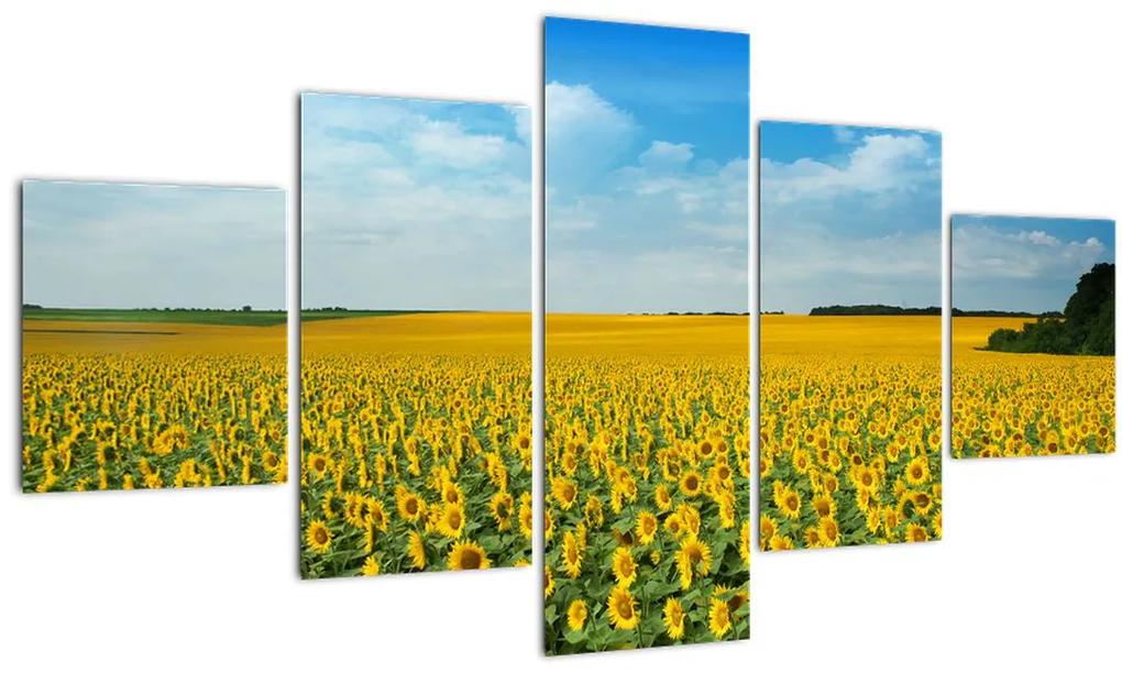 Tablou - câmp cu floarea soarelui (125x70 cm), în 40 de alte dimensiuni noi