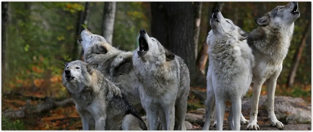 Tablou - Lupii de pe stâncă (120x50 cm)