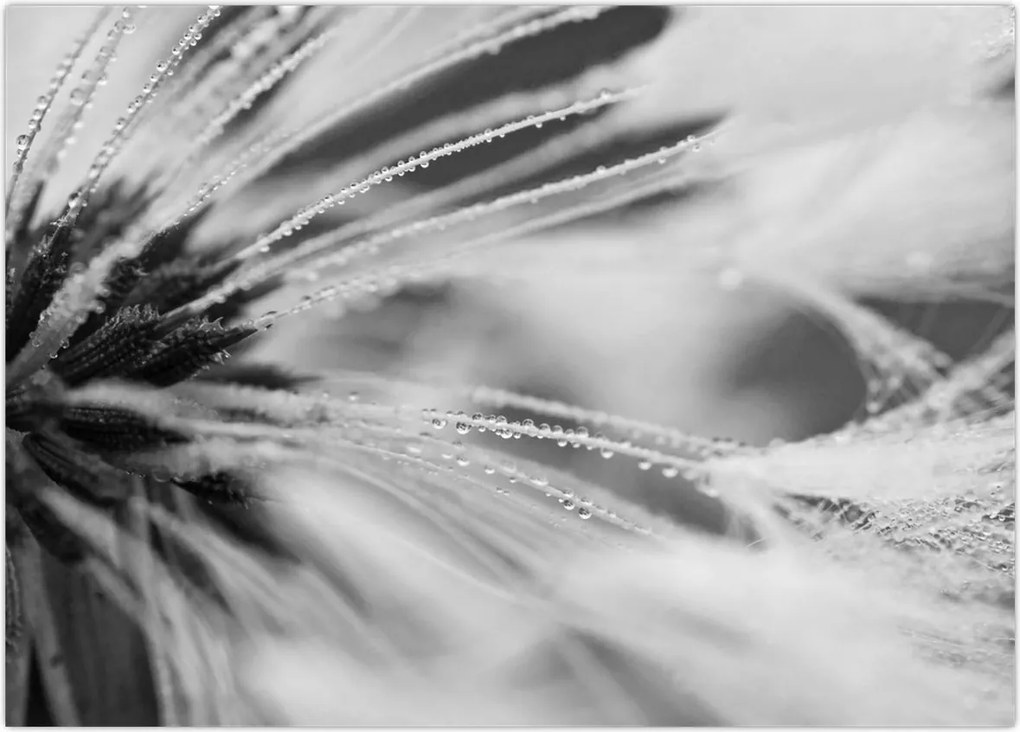 Tablou - Macro,alb-negru (70x50 cm)