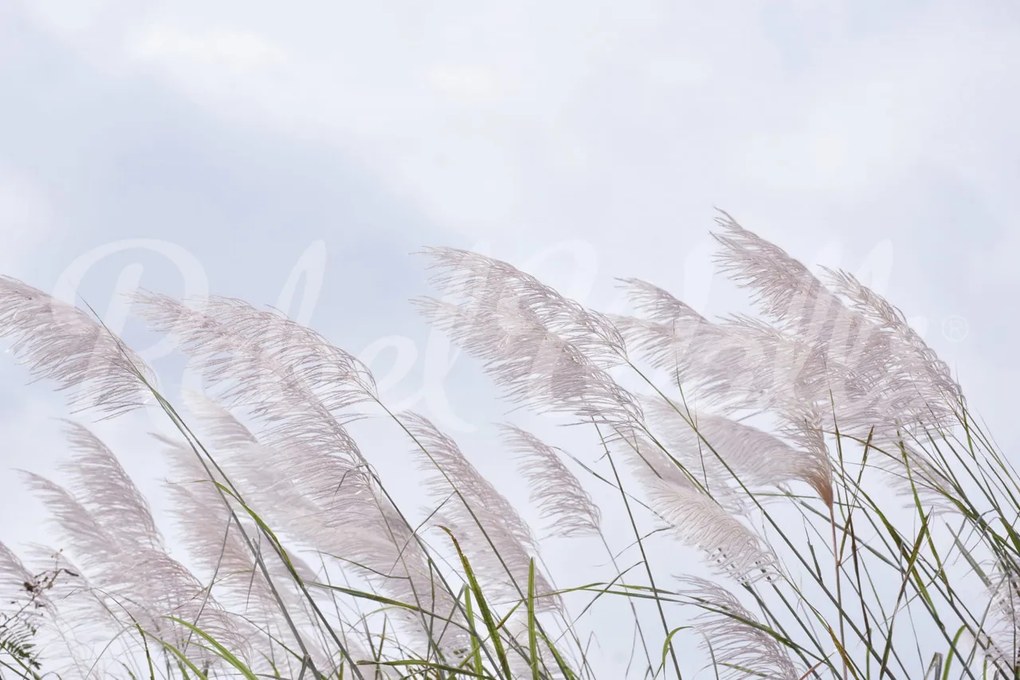 Fototapet, Windy Reed, Rebel Walls
