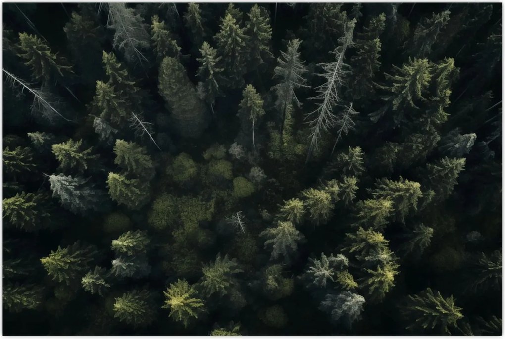 Tablou - Pădure (90x60 cm)