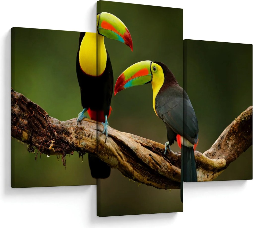 Tablou tucani sezând , Costa Rica (90x60 cm)