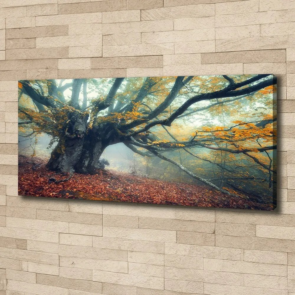 Tablou canvas Copac vechi