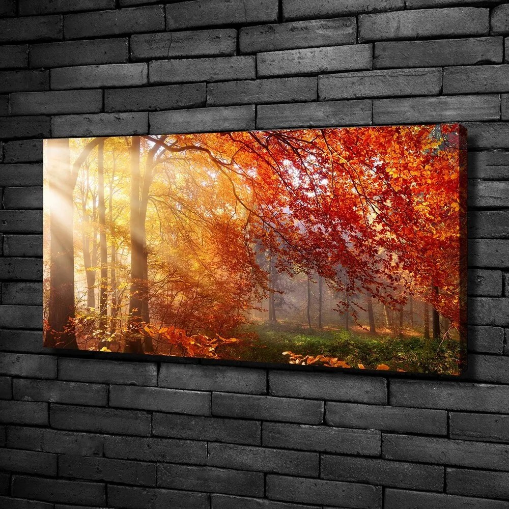 Imprimare tablou canvas Pădure de toamnă