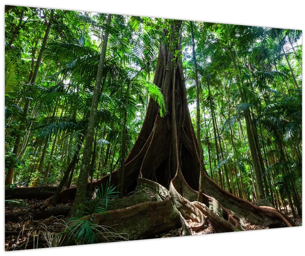 Tablou - Rădăcinile copacului (90x60 cm)