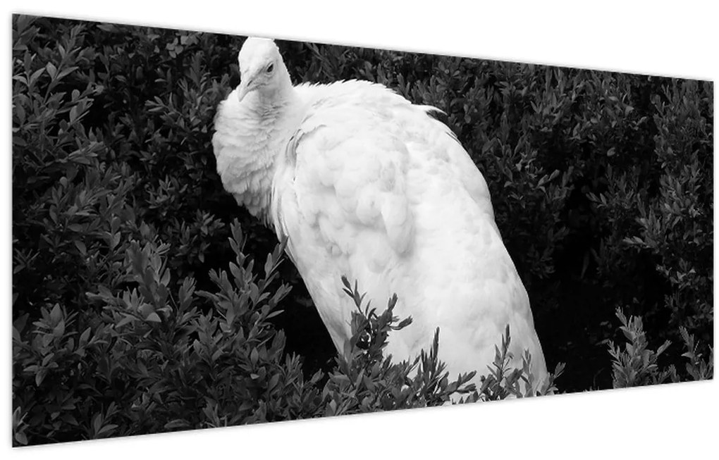 Tablou - Păun,alb-negru (120x50 cm)