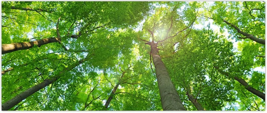 Tablou - Lunca (120x50 cm)