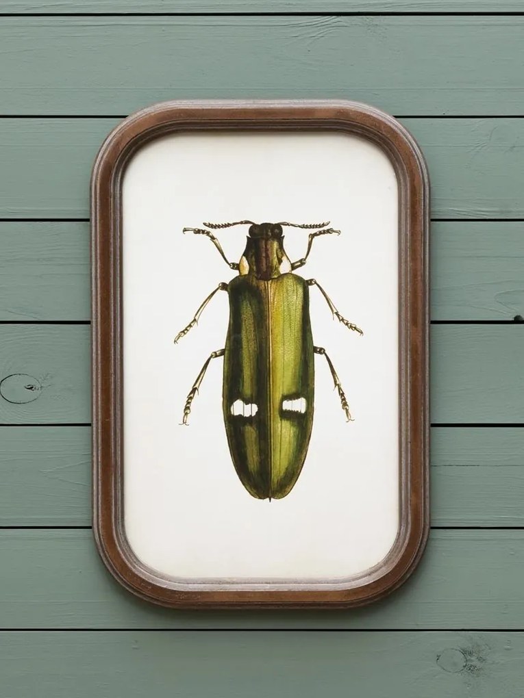 Set 9 tablouri cu insecte, cu rama din lemn de pin, Insects
