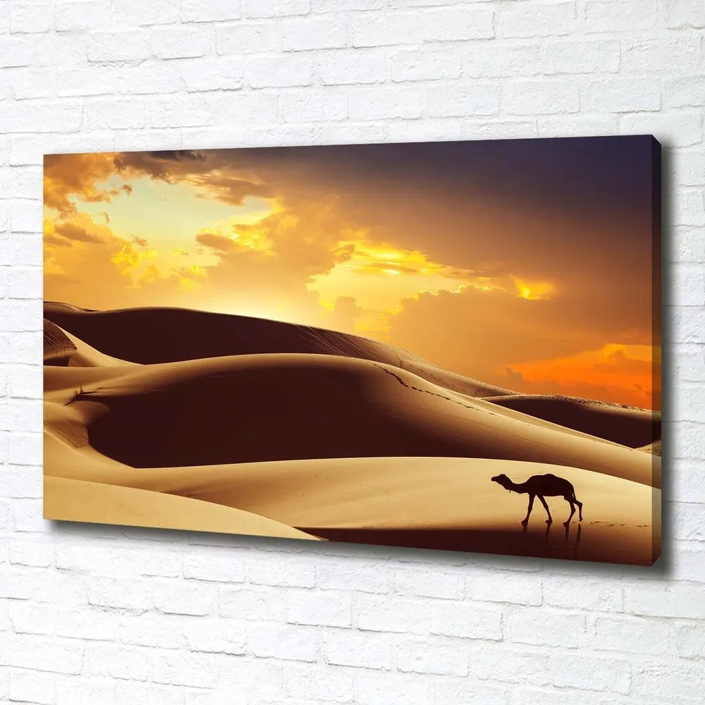 Tablou pe pânză Cămilă sahara