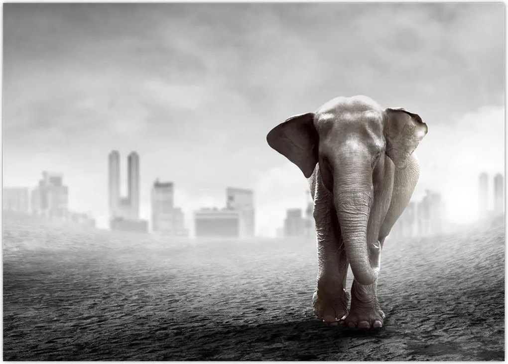 Tablou - Elefanți în oraș, versiunea alb-negru (70x50 cm)