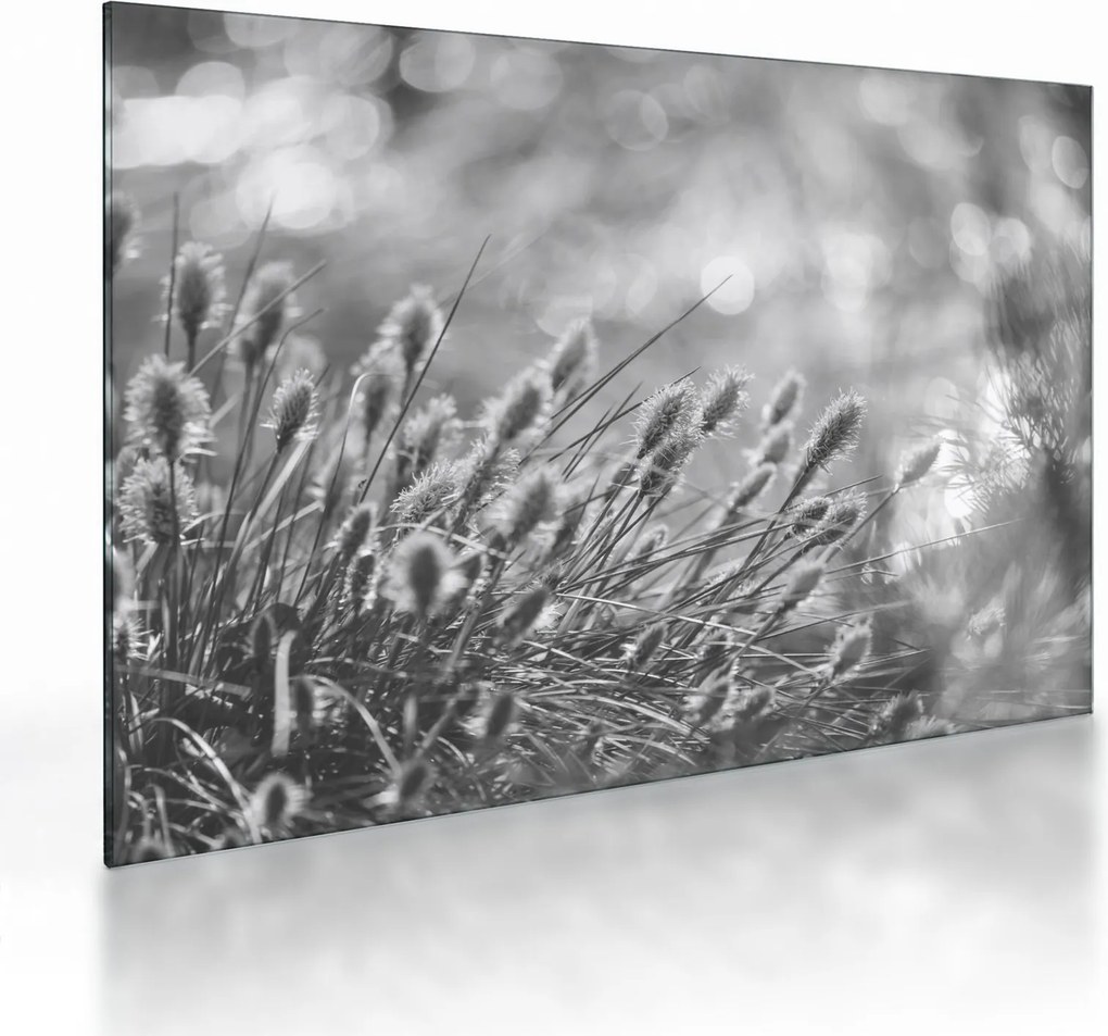 Tablou pe sticlă - Iarbă moale bej N⁰1 (70x50 cm)