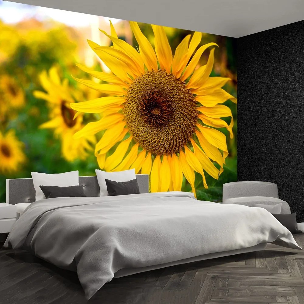 Fototapet Floarea soarelui galben