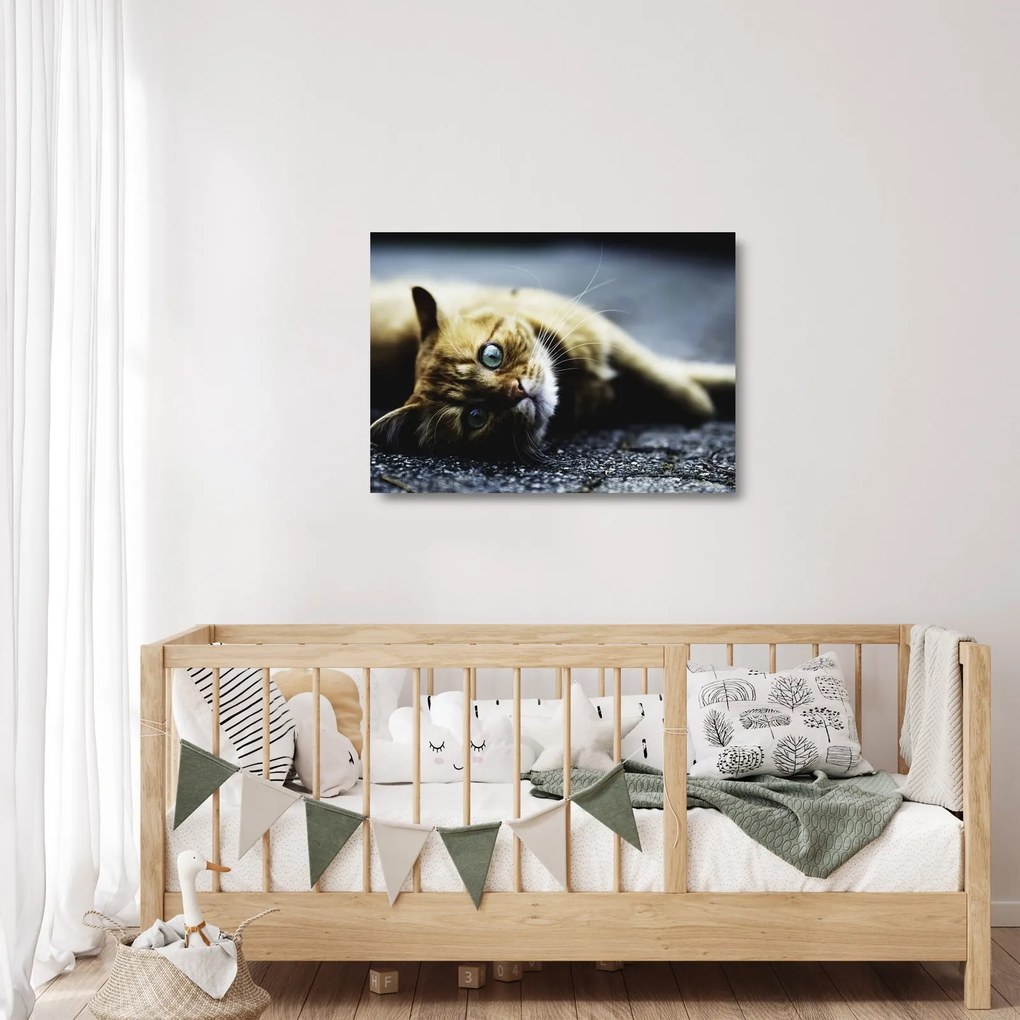 Tablou pe sticlă cu pisica (70x50 cm)