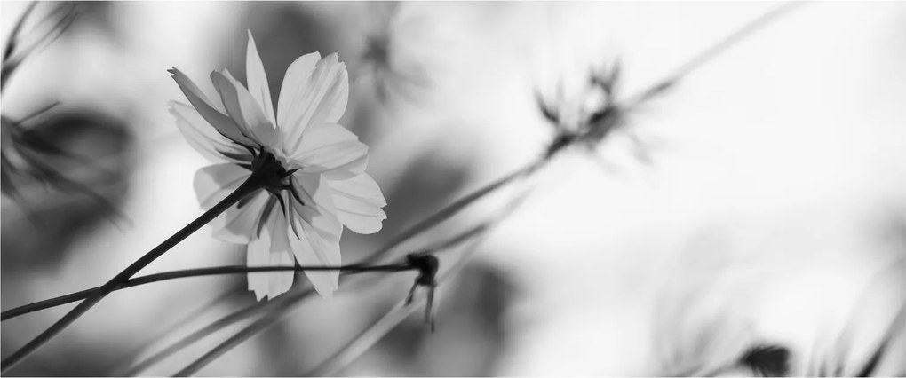 Tablou - Flori alb-negru (120x50 cm)