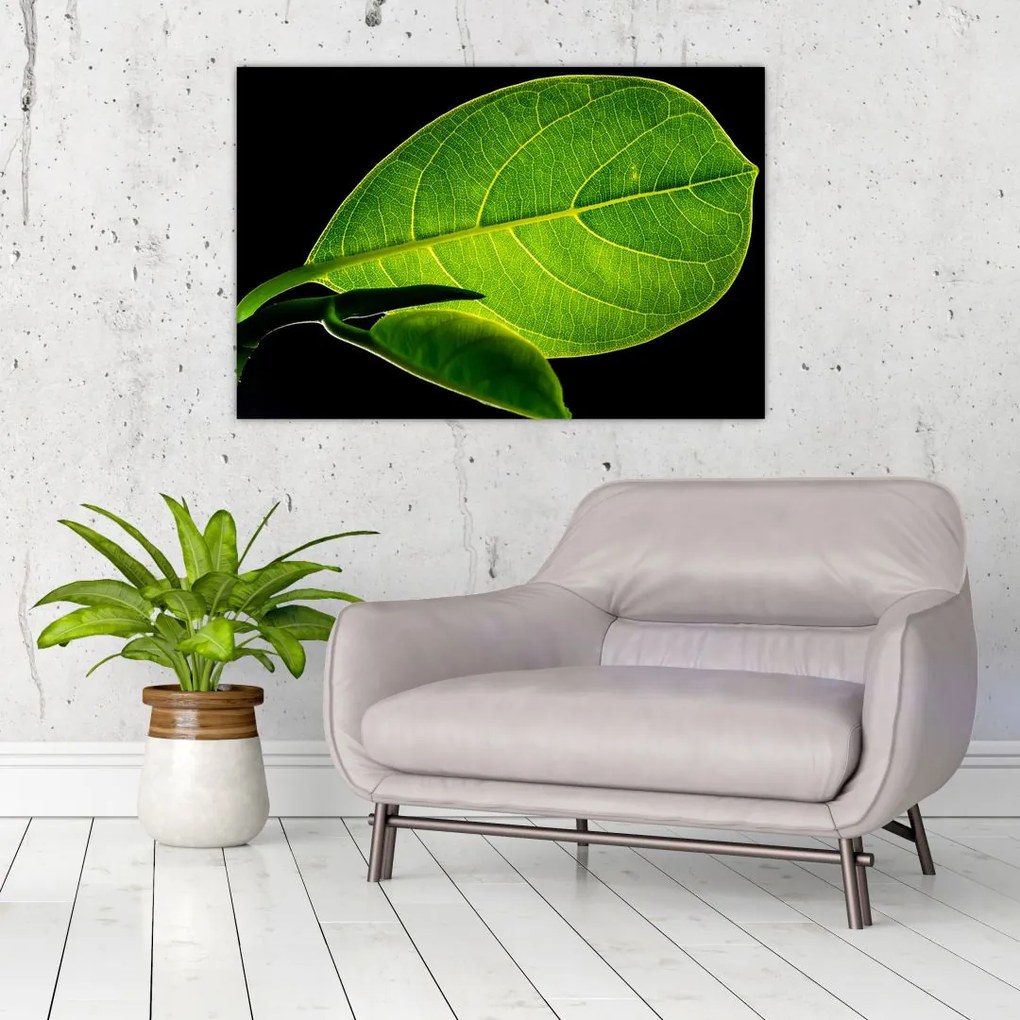 Tablou - frunză verde (90x60 cm)
