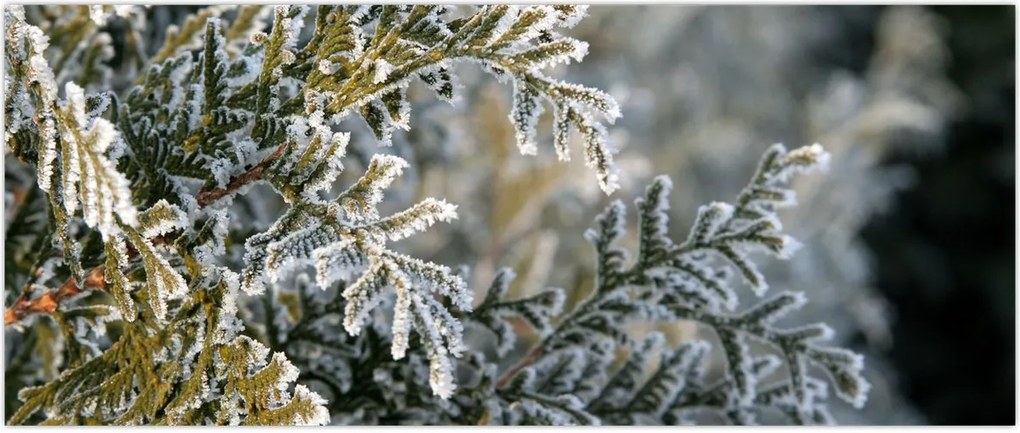 Tablou - Detaliu ramură (120x50 cm)