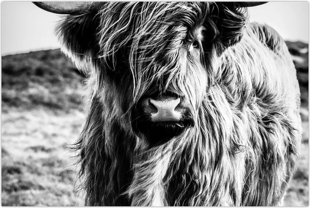Tablou - Highland - vacă scoțiană (90x60 cm)