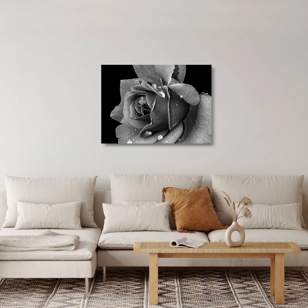 Tablou pe sticlă cu trandafir - albneagră (70x50 cm)