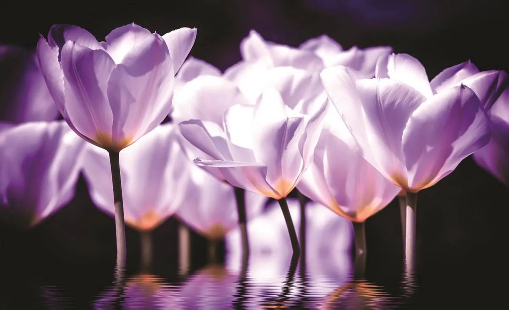 Fototapet - Flori - tonul violet (152,5x104 cm)