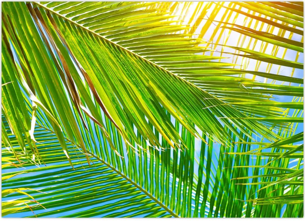 Tablou - Frunze de palmier (70x50 cm)