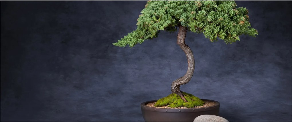 Tablou - Bonsai (120x50 cm)