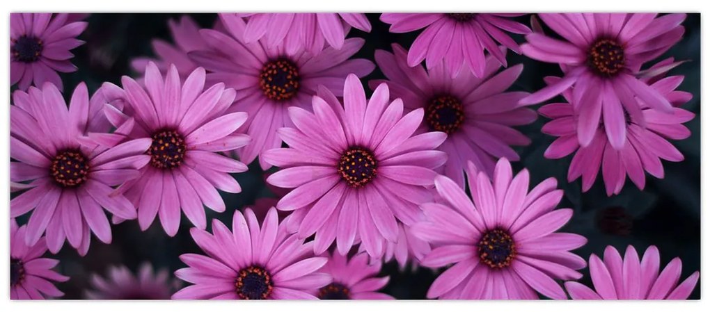 Tablou cu florile roz (120x50 cm)