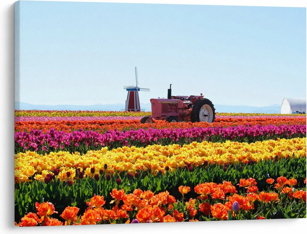 Tablou cu farma de lalele (70x50 cm)
