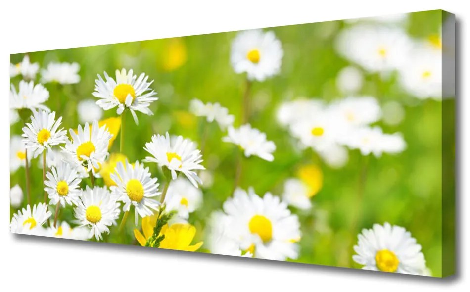 Tablou pe panza canvas Daisy Floral Galben Alb