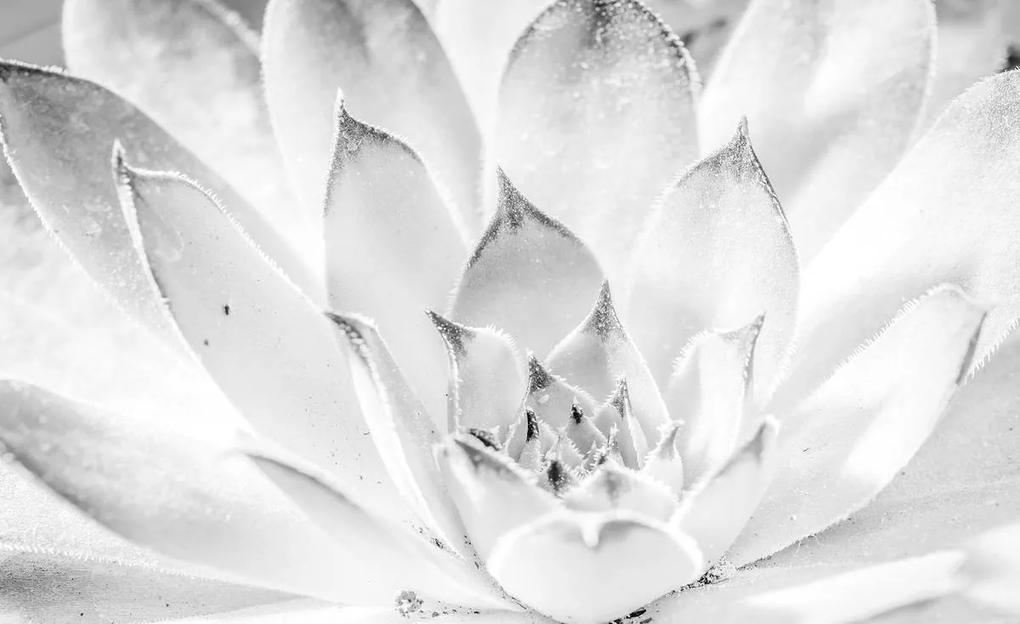 Fototapet - Floare de lotus (152,5x104 cm), în 8 de alte dimensiuni noi