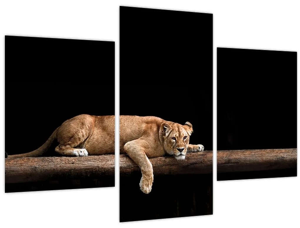 Tablou - Lioness (90x60 cm)