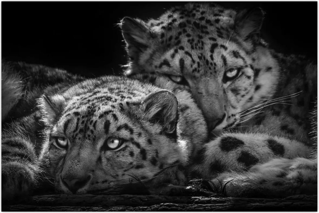 Tablou - Gheparzi care se odihnesc (90x60 cm)