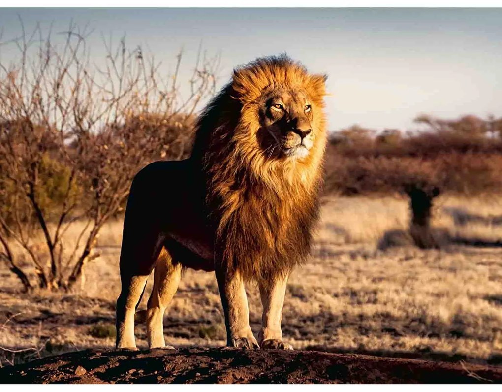 PUZZLE LEU REGELE ANIMALELOR, 1500 PIESE - RAVENSBURGER (RVSPA17107)