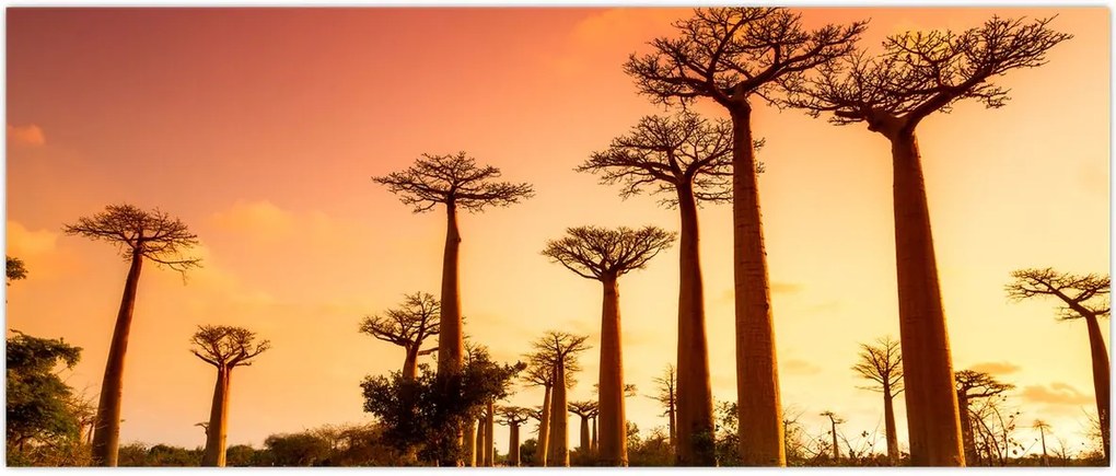 Tablou - Apus de soare pe Aleea Baobabilor (120x50 cm)