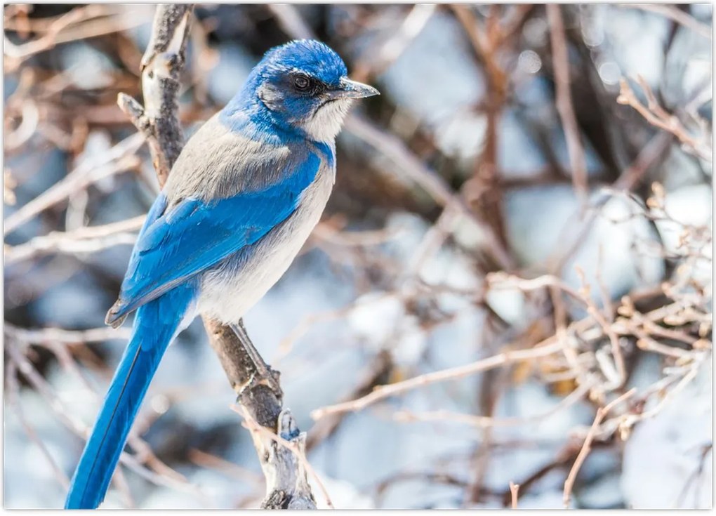 Tablou - Pasare de iarnă (70x50 cm)
